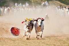 Bull`s drop their joki on the way , Bull race at chakwal