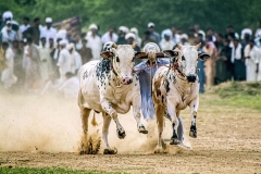 bull-race-01