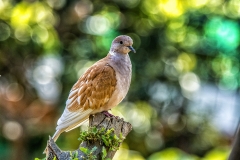 MAH_5565