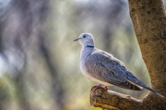 MAH_5772-2